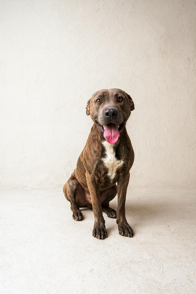 Enlarge Dr. Kisses, a Adoptable mixed breed in Florence, SC image 2/6