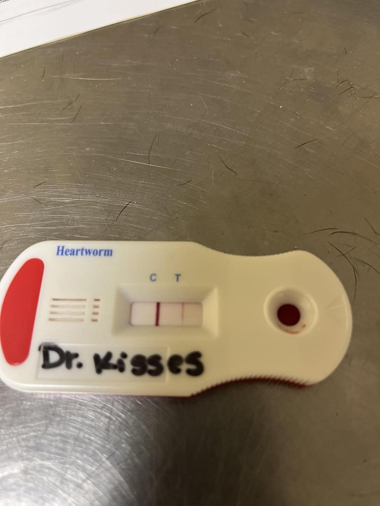 Enlarge Dr. Kisses, a Adoptable mixed breed in Florence, SC image 3/6