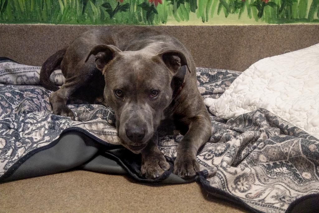 Enlarge Dr. Kisses, a Adoptable mixed breed in Florence, SC image 4/6