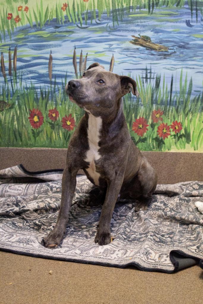 Enlarge Dr. Kisses, a Adoptable mixed breed in Florence, SC image 5/6