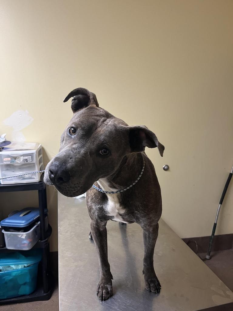 Enlarge Dr. Kisses, a Adoptable mixed breed in Florence, SC image 6/6