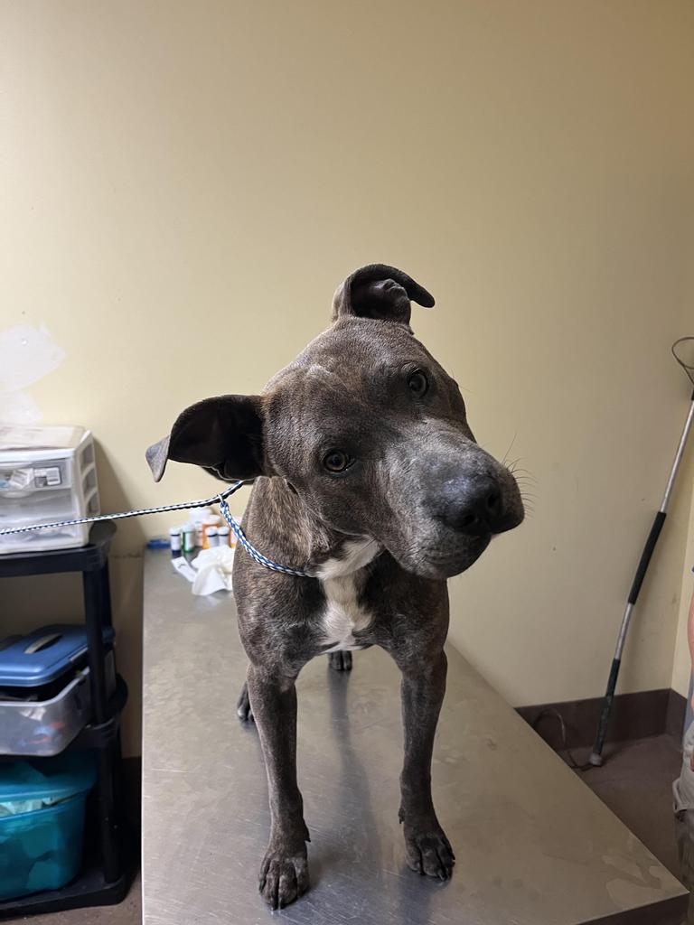 Enlarge Dr. Kisses, a Adoptable mixed breed in Florence, SC image 6/6