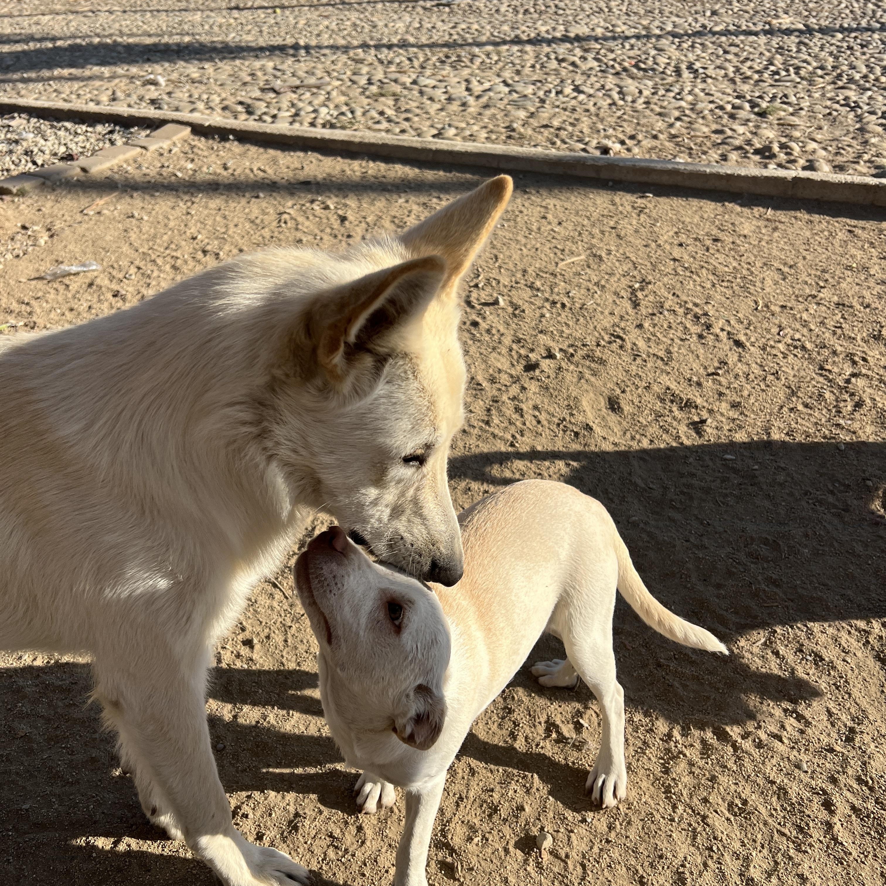 Enlarge Fluff (Deaf Dog), a Adoptable German Shepherd Dog in Aliso Viejo, CA image 5/6