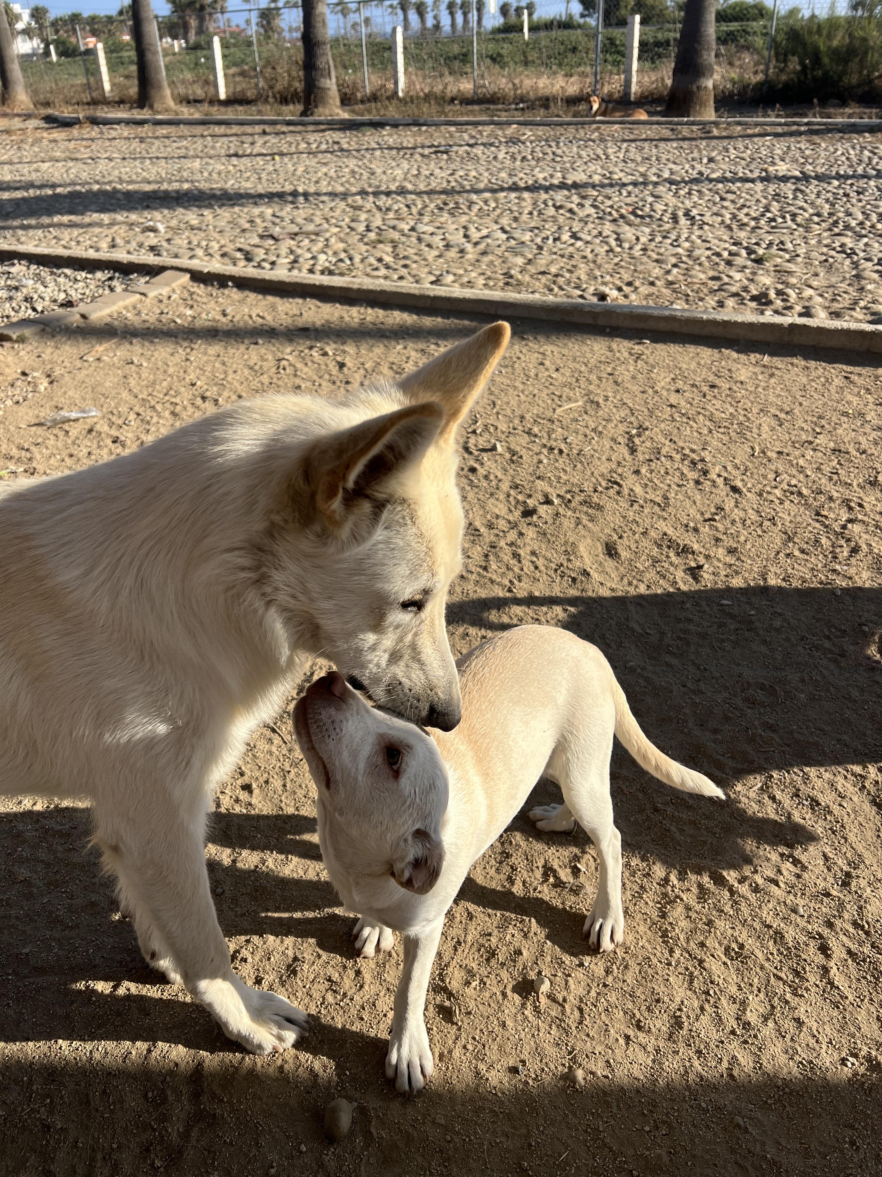 Fluff (Deaf Dog), a Adoptable German Shepherd Dog in Aliso Viejo, CA image 4/5