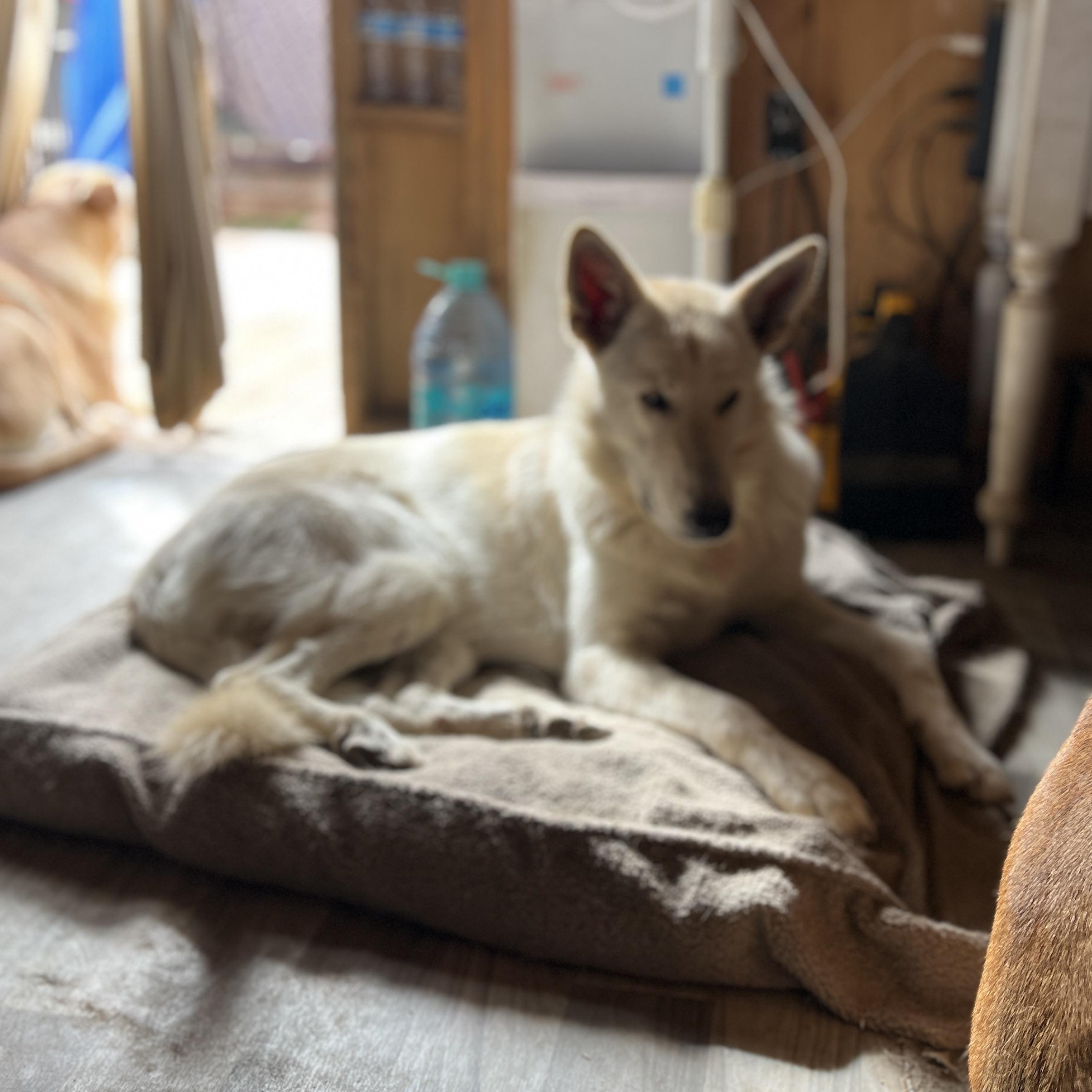 Enlarge Fluff (Deaf Dog), a Adoptable German Shepherd Dog in Aliso Viejo, CA image 6/6