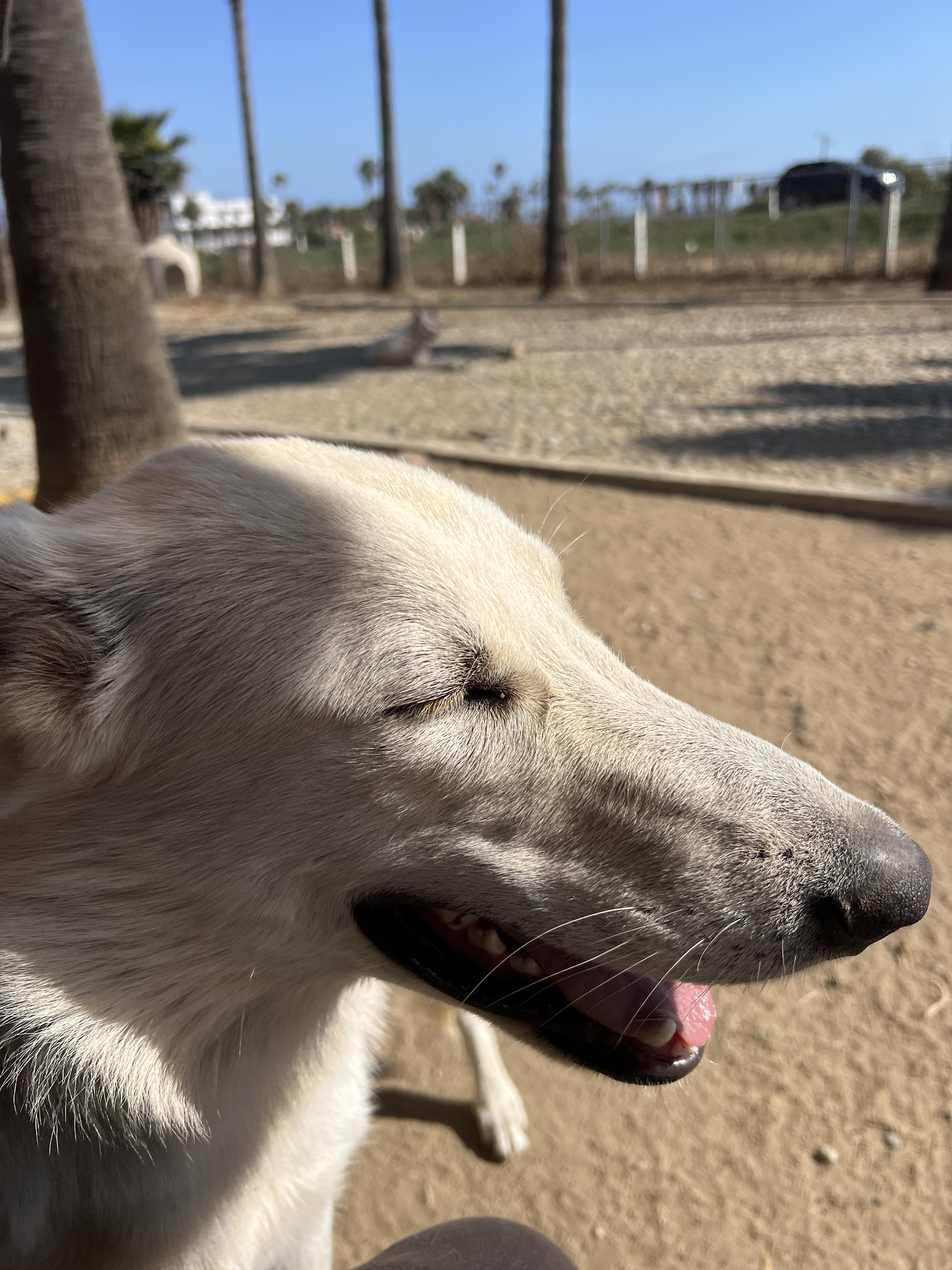 Fluff (Deaf Dog), a Adoptable German Shepherd Dog in Aliso Viejo, CA image 2/5