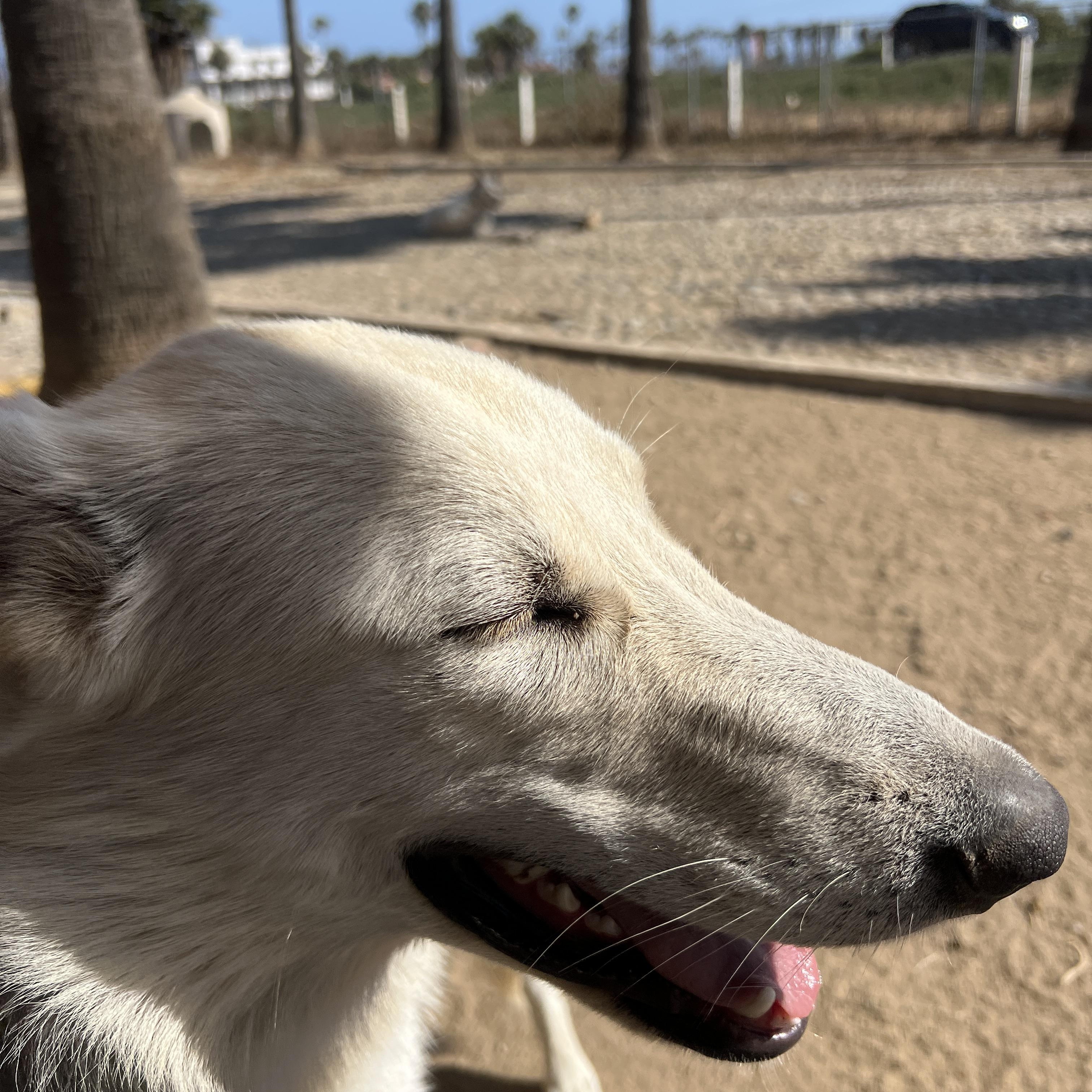 Enlarge Fluff (Deaf Dog), a Adoptable German Shepherd Dog in Aliso Viejo, CA image 3/6