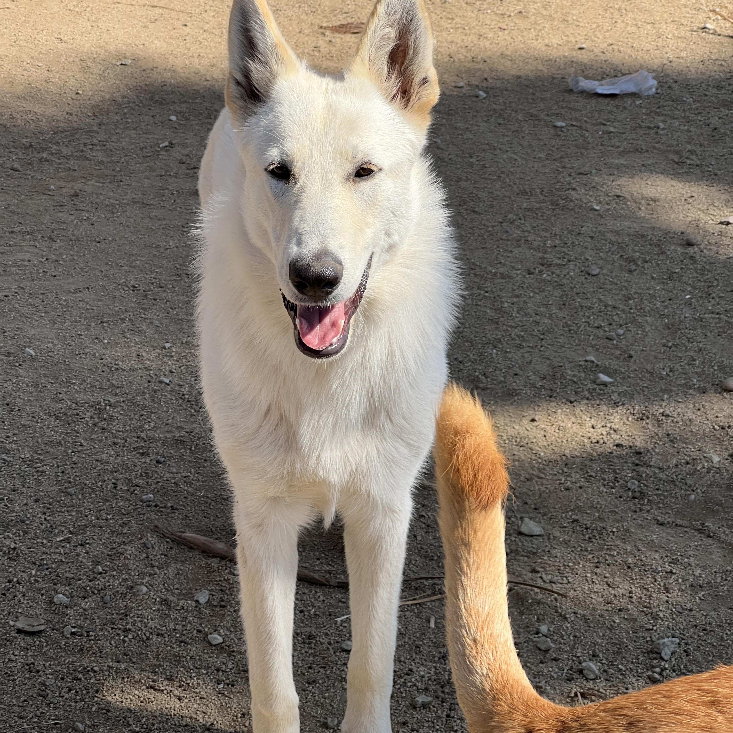 Fluff (Deaf Dog), Adoptable, Adult Female German Shepherd Dog.