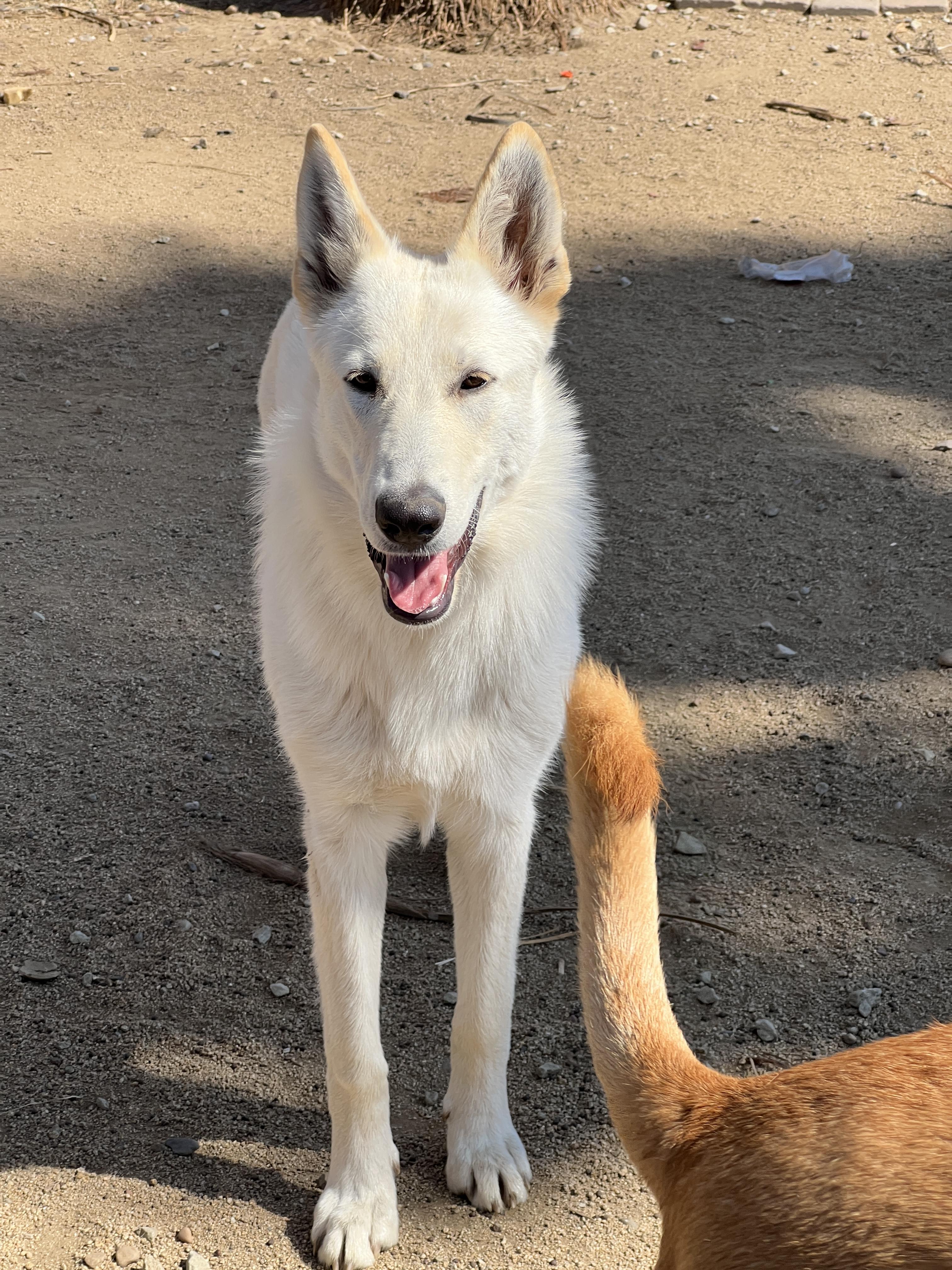 Fluff (Deaf Dog), a Adoptable German Shepherd Dog in Aliso Viejo, CA image 5/5