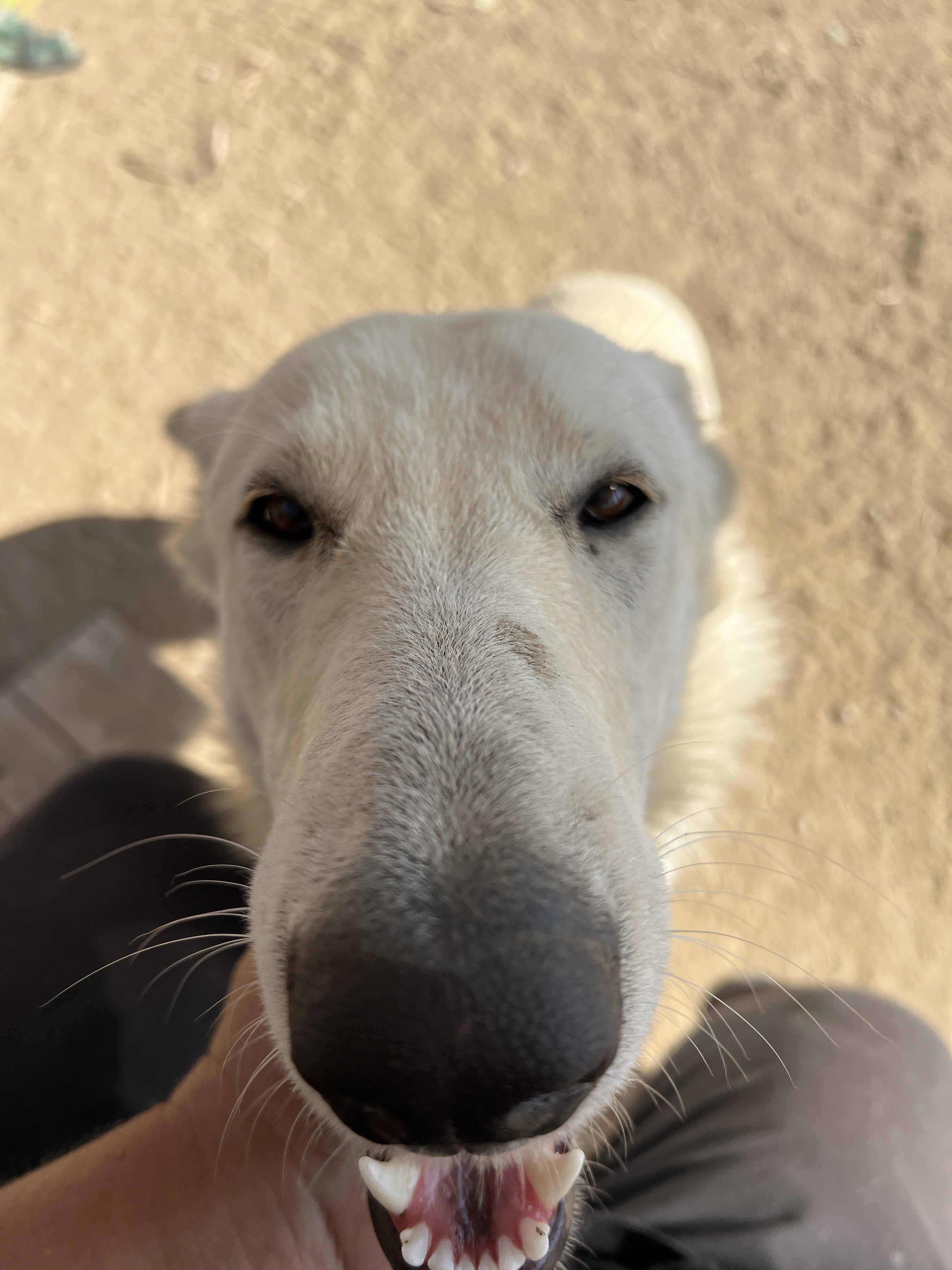 Fluff (Deaf Dog), a Adoptable German Shepherd Dog in Aliso Viejo, CA image 3/5