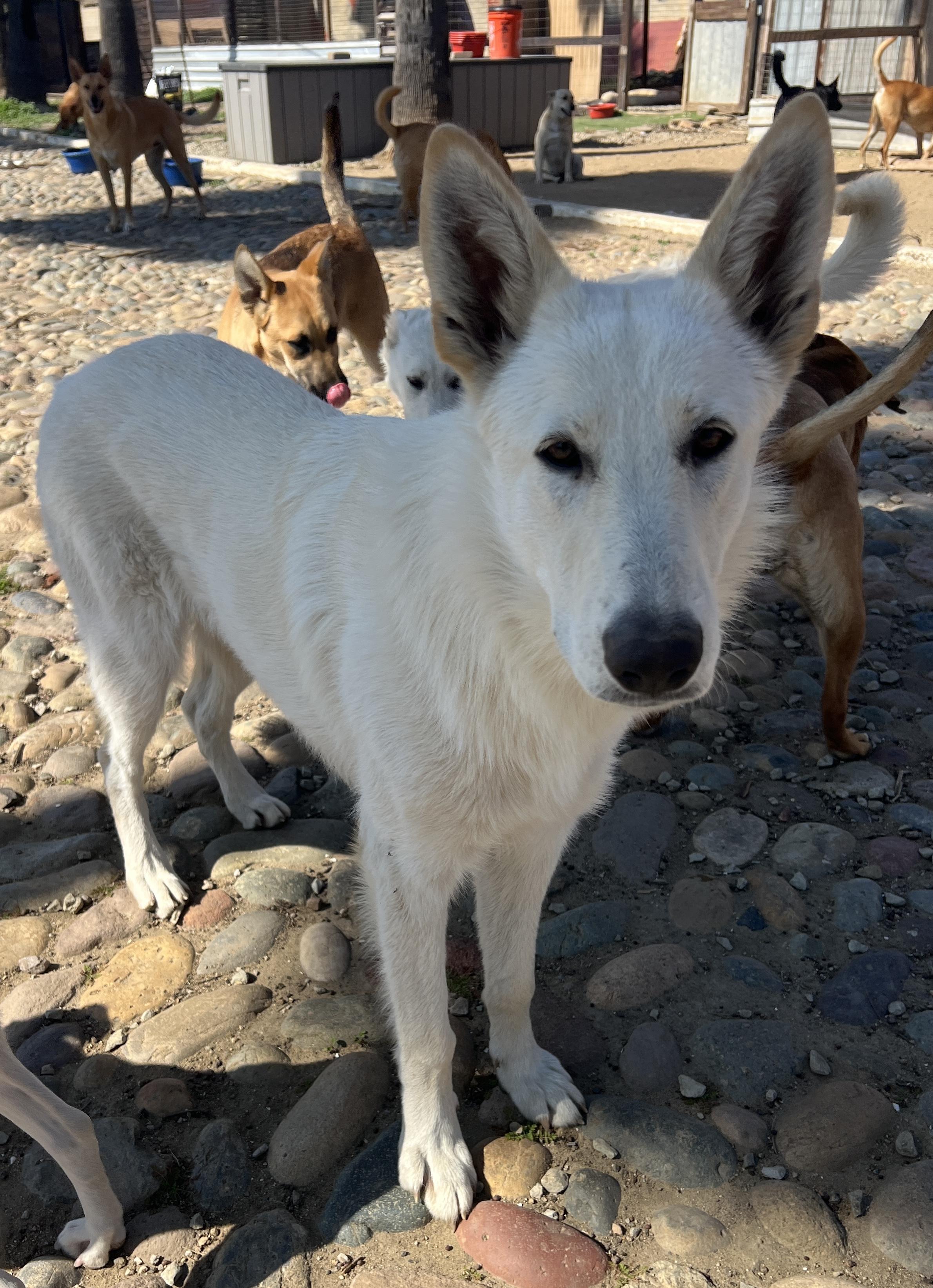 Fluff (Deaf Dog), a Adoptable German Shepherd Dog in Aliso Viejo, CA image 1/5
