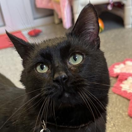 Filet-O-Fish, ADOPTABLE, Adult Male Domestic Short Hair.