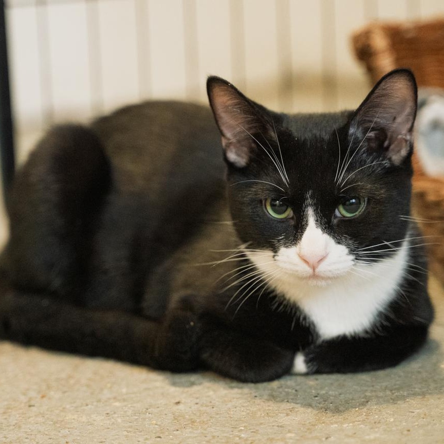 Enlarge Purrito   CALM AND GENTLE, a Adoptable Tuxedo in Bethel, CT image 2/6