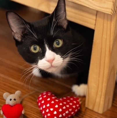Purrito   TUXEDO BOY READY FOR THE PROM, Adoptable, Kitten Male Tuxedo.