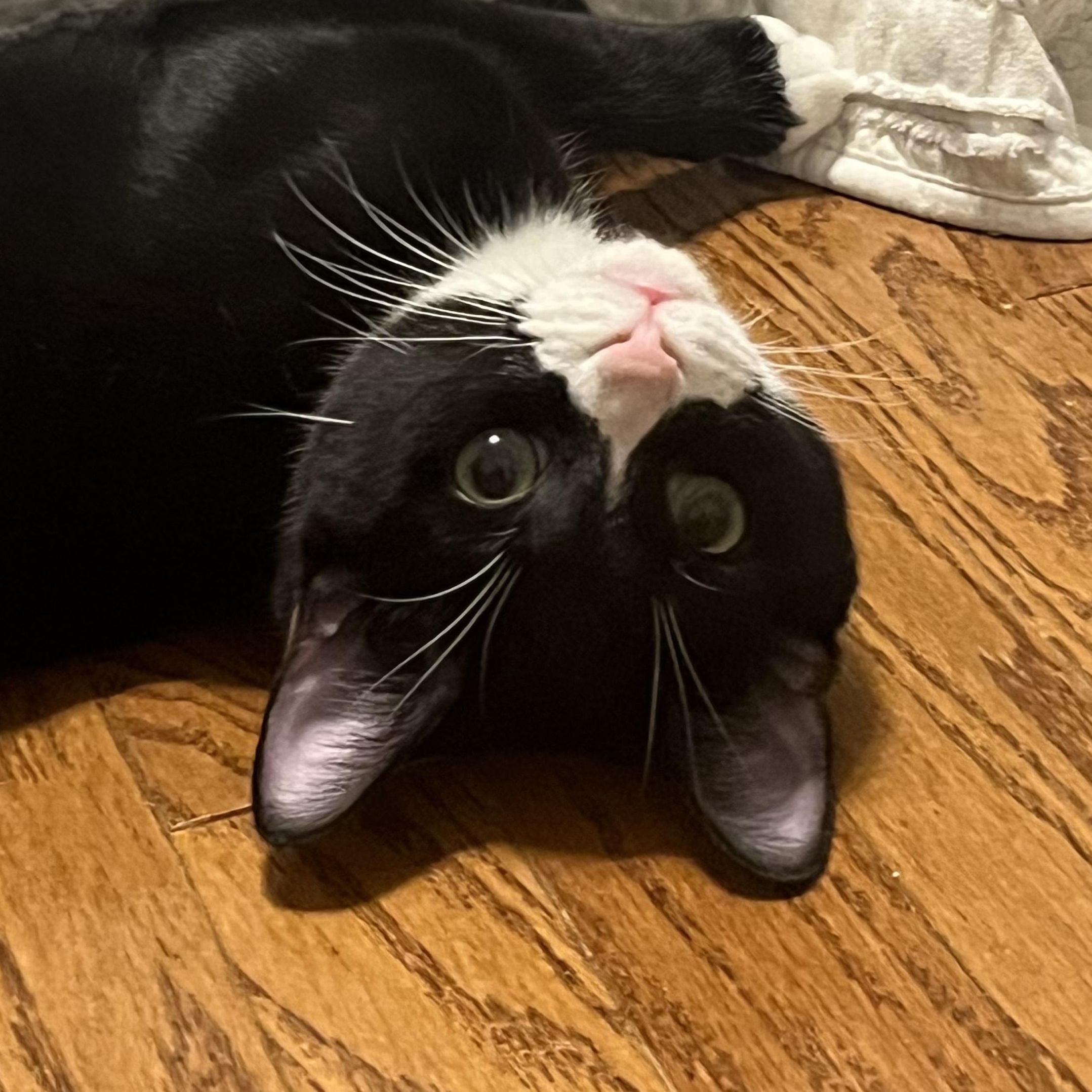 Purrito   CALM AND GENTLE, Adoptable, Kitten Male Tuxedo.