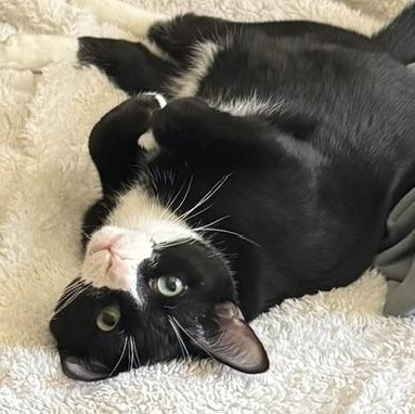 Enlarge Purrito  SWEET AND GENTLE OLD SOUL LOVES OTHER CATS, a Adoptable Tuxedo in Bethel, CT image 6/6