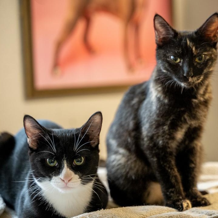 Enlarge Purrito   CALM AND GENTLE, a Adoptable Tuxedo in Bethel, CT image 4/6