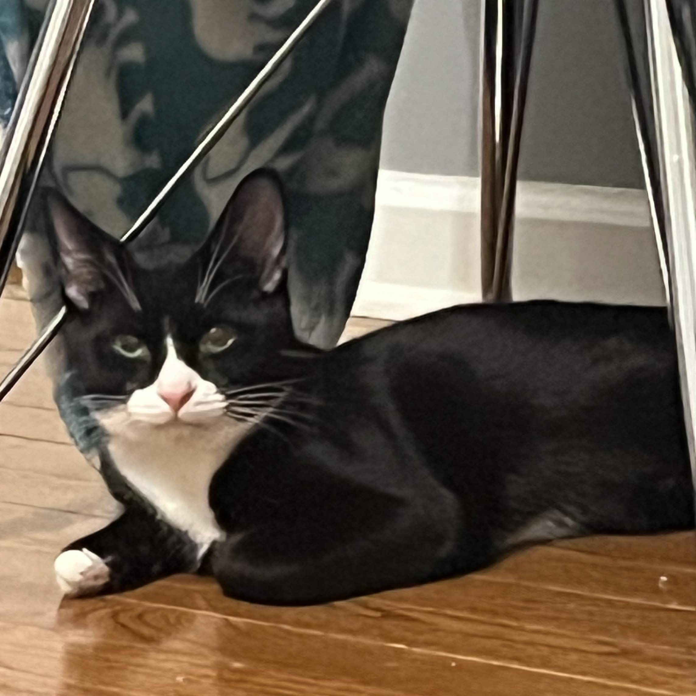 Enlarge Purrito   CALM AND GENTLE, a Adoptable Tuxedo in Bethel, CT image 5/6