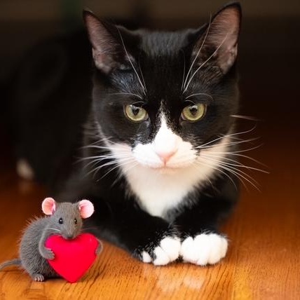 Enlarge Purrito   TUXEDO BOY READY FOR THE PROM, a Adoptable Tuxedo in Bethel, CT image 6/6