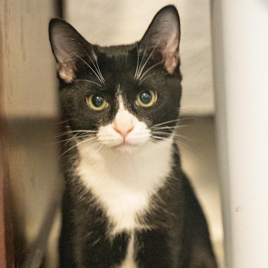 Enlarge Purrito   CALM AND GENTLE, a Adoptable Tuxedo in Bethel, CT image 3/6