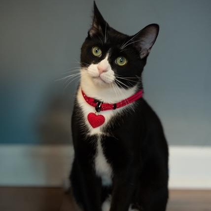 Enlarge Purrito   TUXEDO BOY READY FOR THE PROM, a Adoptable Tuxedo in Bethel, CT image 2/6
