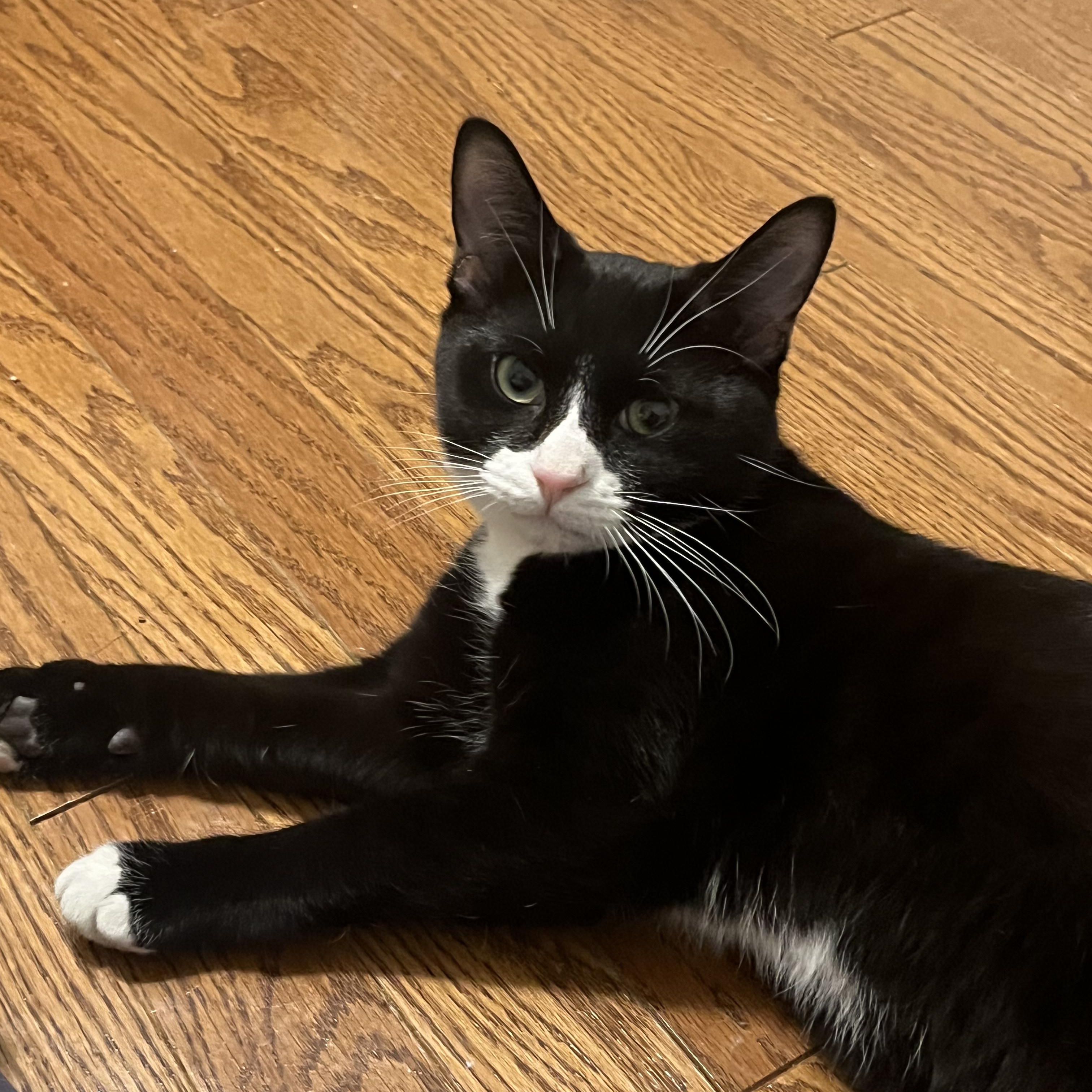 Enlarge Purrito   CALM AND GENTLE, a Adoptable Tuxedo in Bethel, CT image 6/6
