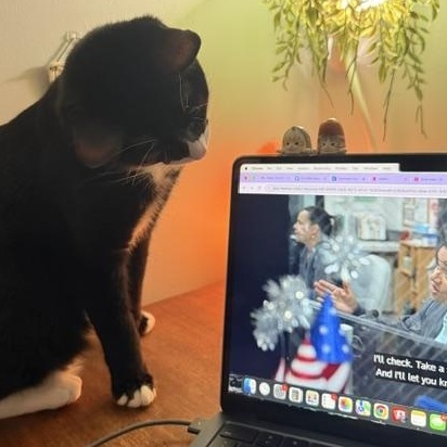 Enlarge Purrito  SWEET AND GENTLE OLD SOUL LOVES OTHER CATS, a Adoptable Tuxedo in Bethel, CT image 5/6