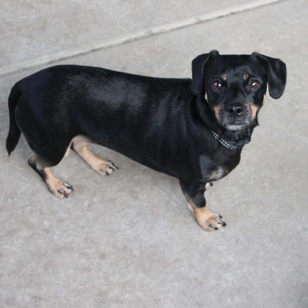 Bada (Toffee), Adoptable, Adult Female Dachshund & Mixed Breed.