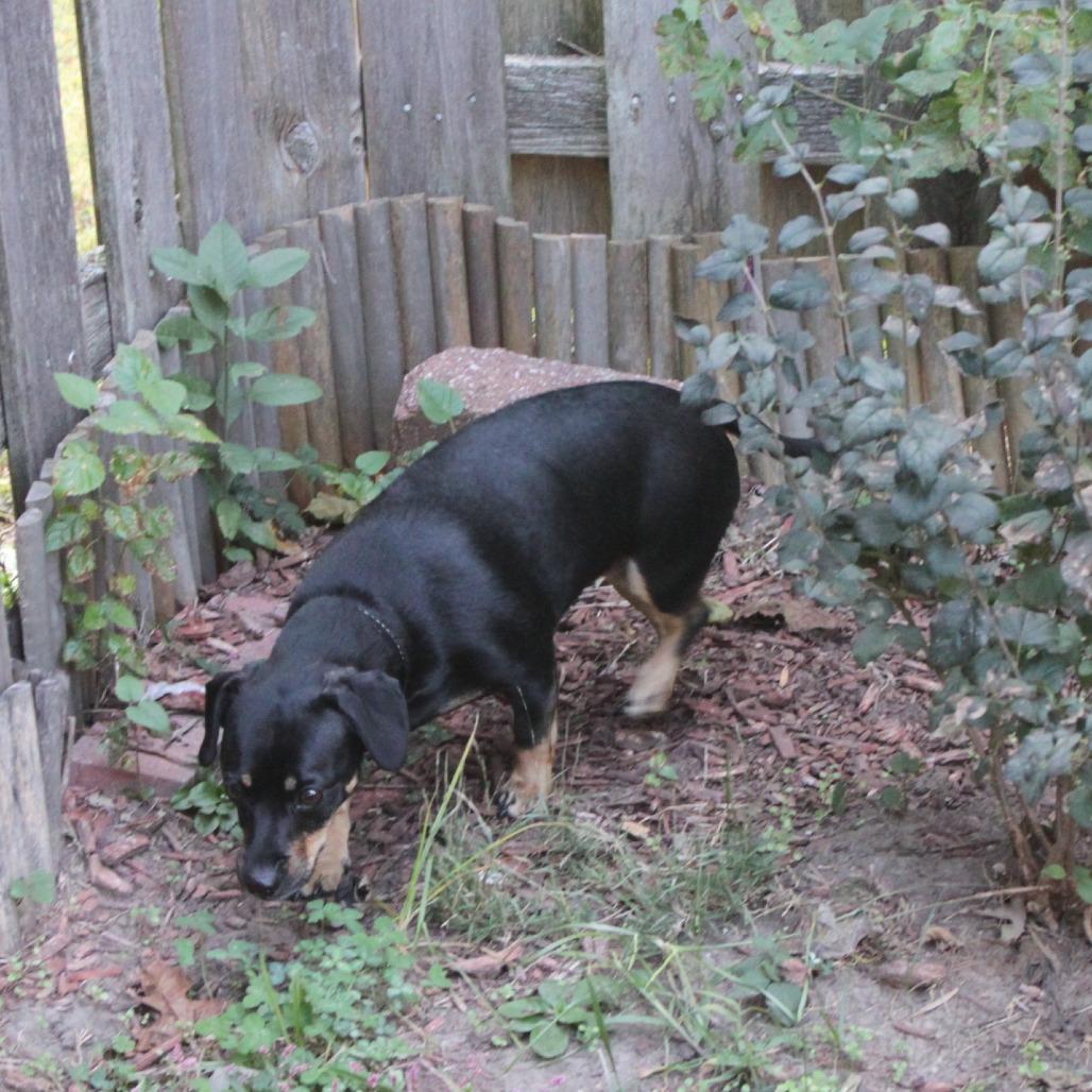 Enlarge Bada (Toffee), a Adoptable mixed breed in St. Peters, MO image 2/4