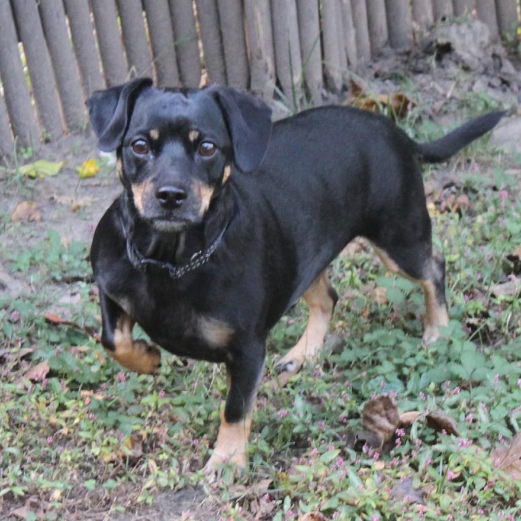 Enlarge Bada (Toffee), a Adoptable mixed breed in St. Peters, MO image 3/4