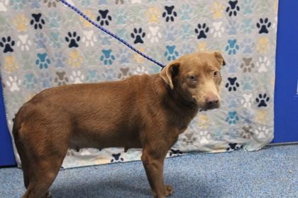 Enlarge Happy, a Adoptable mixed breed in Kenansville, NC image 1/3