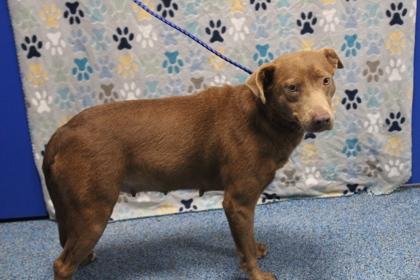Enlarge Happy, a Adoptable mixed breed in Kenansville, NC image 2/3