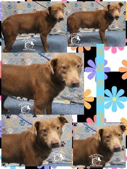 Enlarge Happy, a Adoptable mixed breed in Kenansville, NC image 3/3
