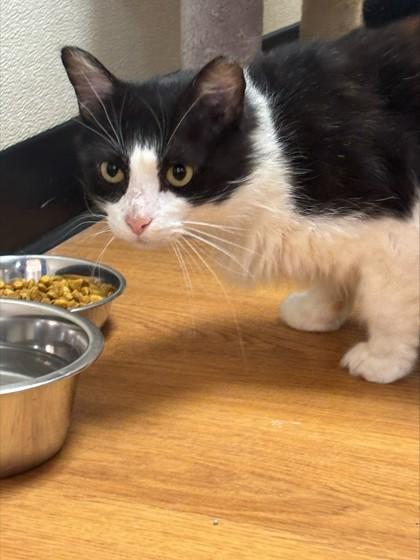 Max 49513, an adoptable Domestic Medium Hair in Oklahoma City, OK image 2/3