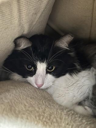 Max 49513, an adoptable Domestic Medium Hair in Oklahoma City, OK image 1/3
