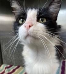 Max 49513, an adoptable Domestic Medium Hair in Oklahoma City, OK image 3/3