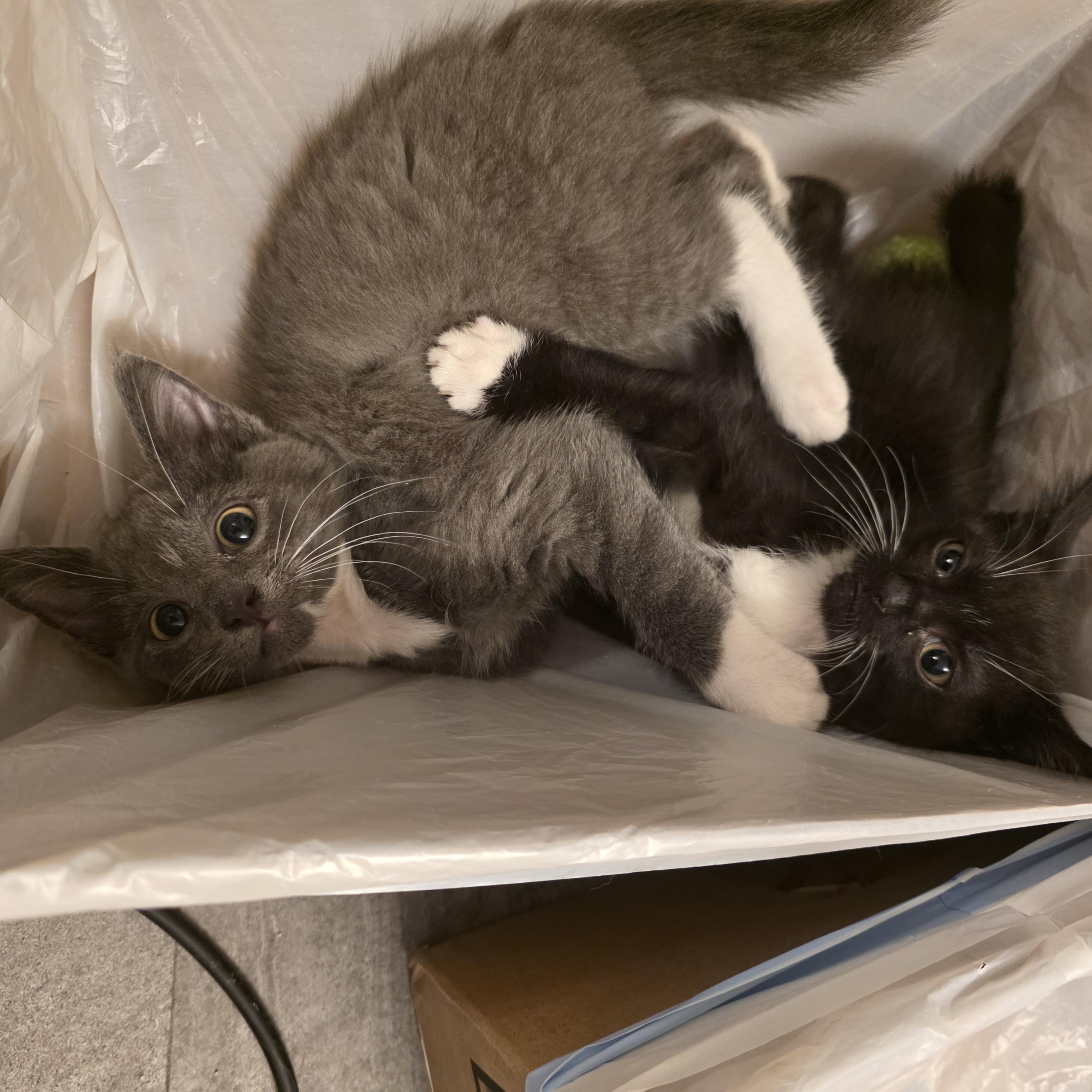 Enlarge Turbo, a Adoptable Domestic Short Hair in Hudsonville, MI image 2/3
