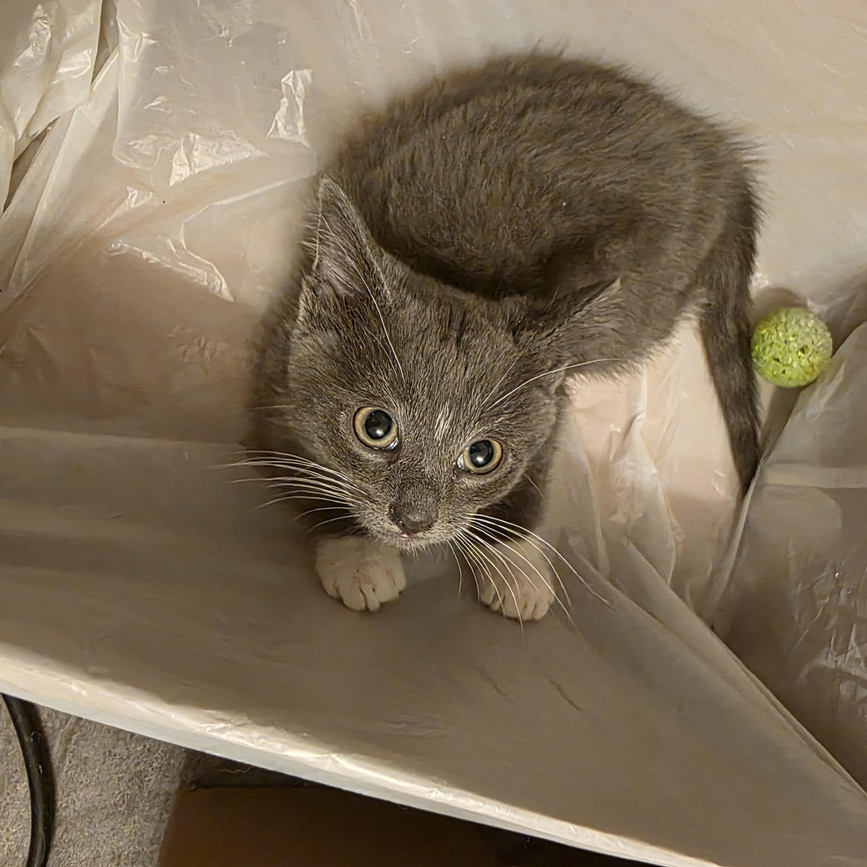 Turbo, Adoptable, Kitten Female Domestic Short Hair.