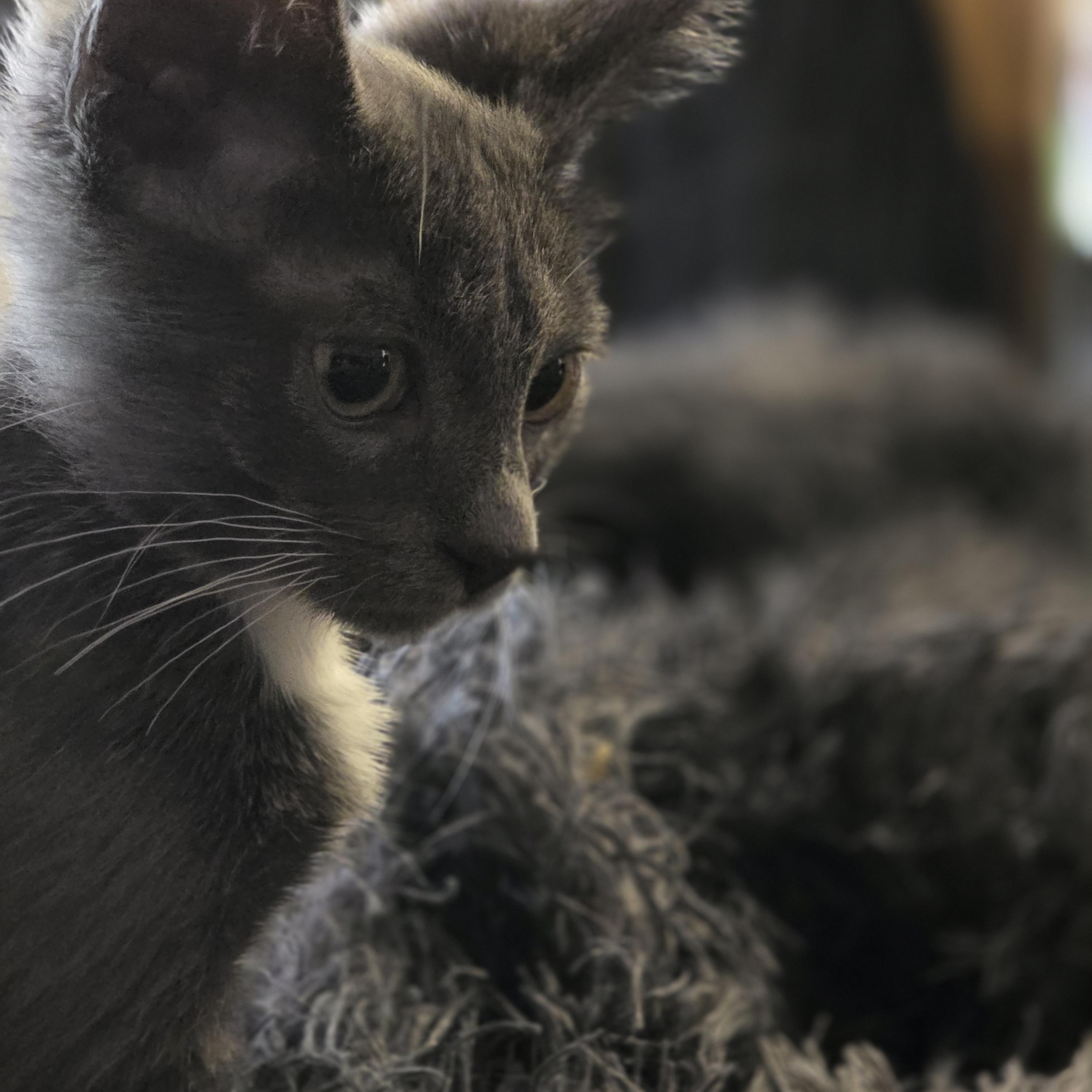 Enlarge Turbo, a Adoptable Domestic Short Hair in Hudsonville, MI image 3/3