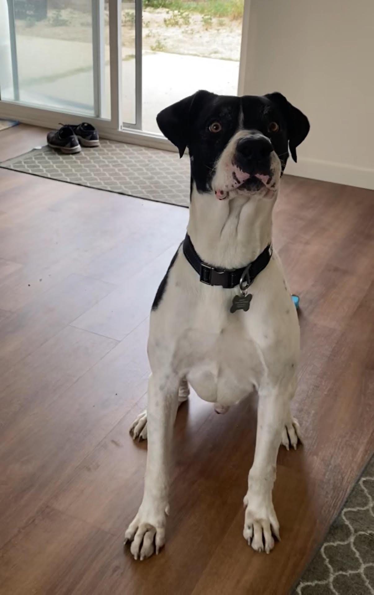 Enlarge Snoopy, a Adoptable mixed breed in Tarzana, CA image 4/5