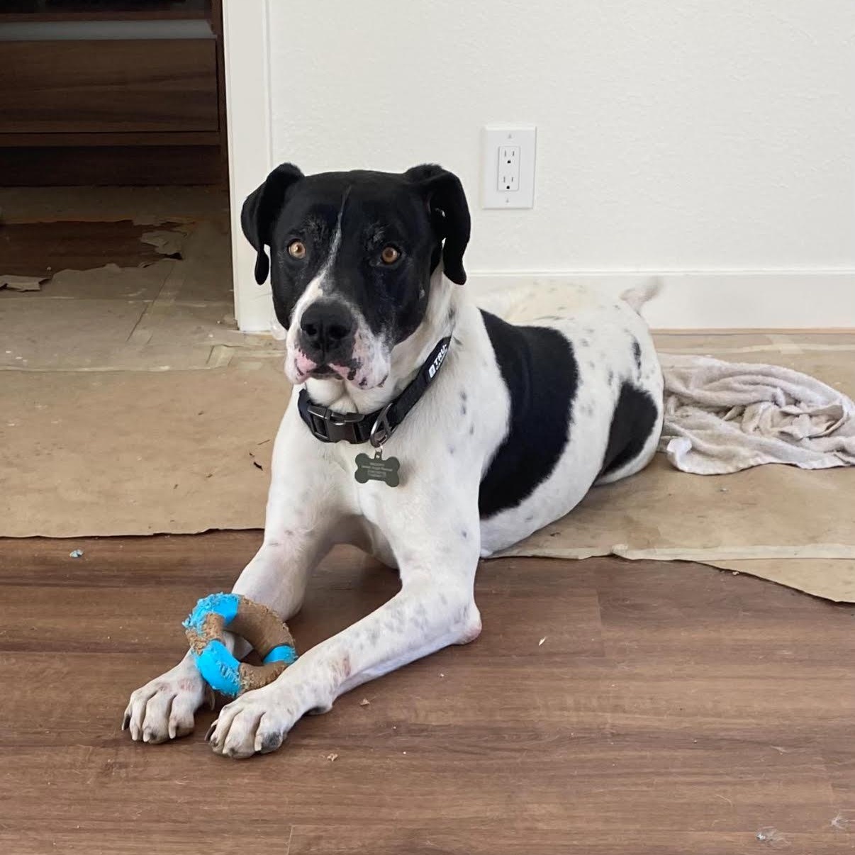 Enlarge Snoopy, a Adoptable mixed breed in Tarzana, CA image 2/5
