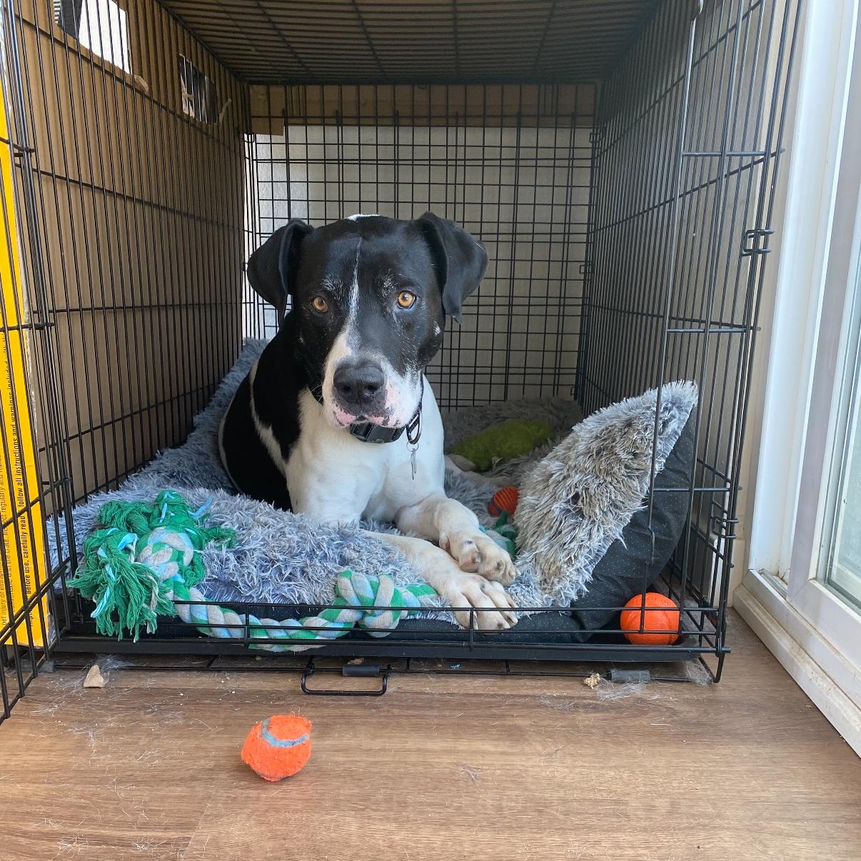 Enlarge Snoopy, a Adoptable mixed breed in Tarzana, CA image 3/5