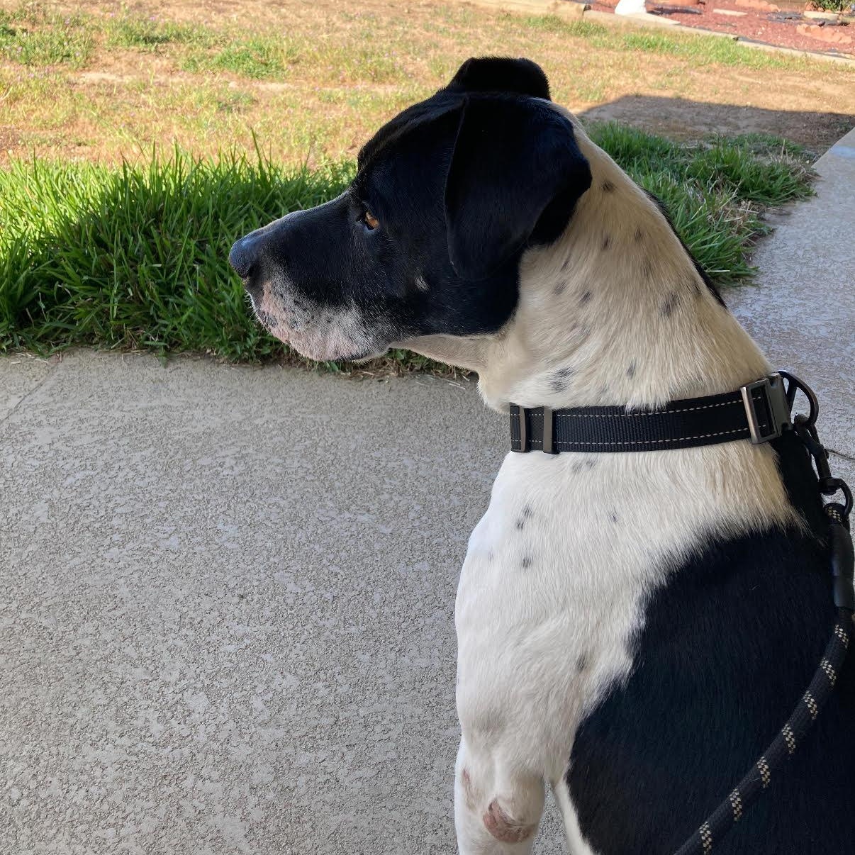 Enlarge Snoopy, a Adoptable mixed breed in Tarzana, CA image 5/5