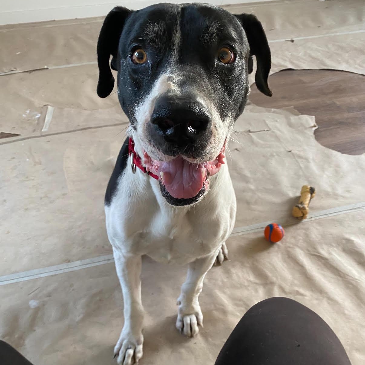 Snoopy, Adoptable, Young Male Hound.