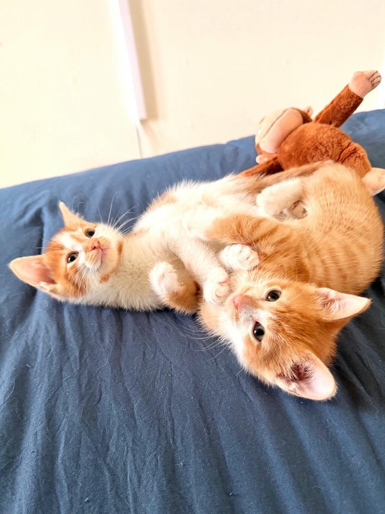 Theodore and Clifford, Adoptable, Kitten Male American Shorthair.