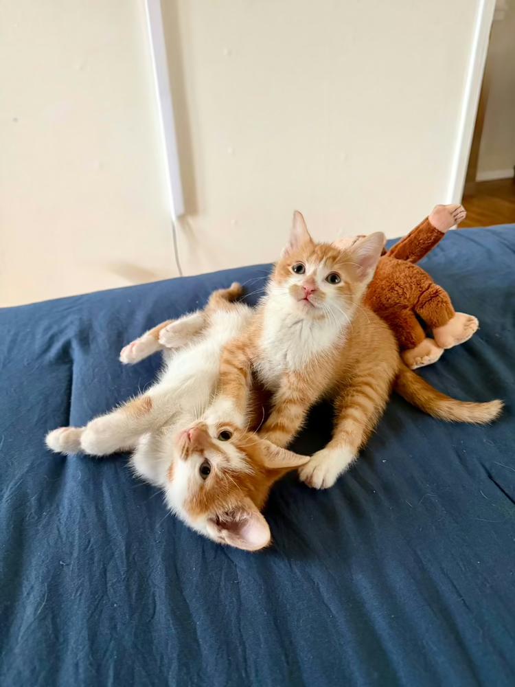 Theodore and Clifford, Adoptable, Kitten Male American Shorthair.