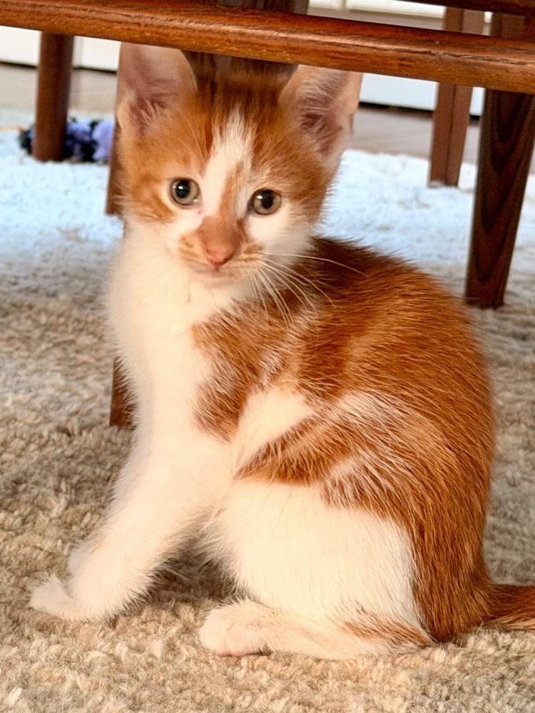 Enlarge Theodore and Clifford, a Adoptable American Shorthair in Westwood, NJ image 3/6