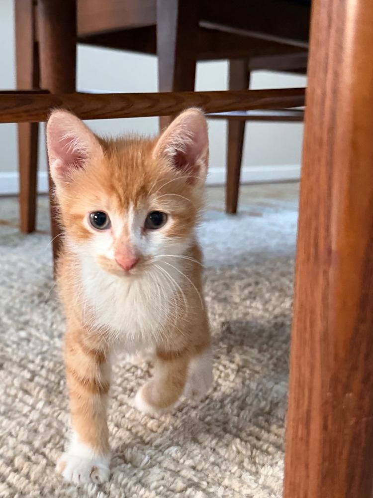 Enlarge Theodore and Clifford, a Adoptable American Shorthair in Westwood, NJ image 4/6