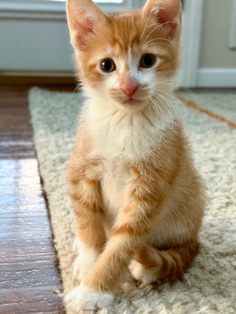 Enlarge Theodore and Clifford, a Adoptable American Shorthair in Westwood, NJ image 5/6