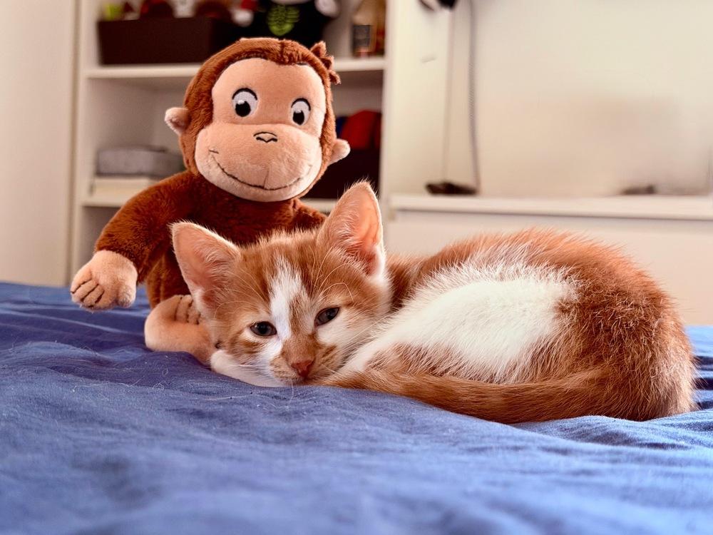 Enlarge Theodore and Clifford, a Adoptable American Shorthair in Westwood, NJ image 6/6